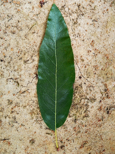 {Quercus imbricaria}